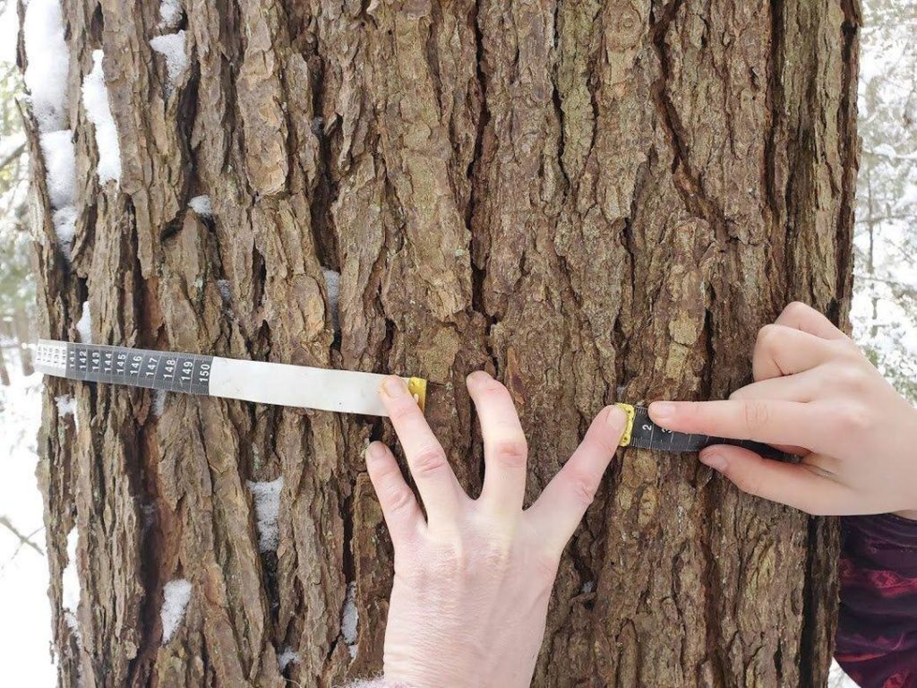 measuring a tree